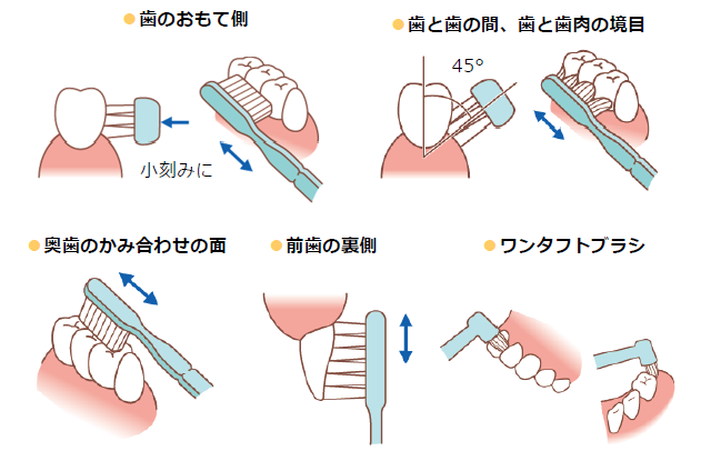 3月１日 ８日は 女性の健康週間 です お知らせ Jfohp 日本口腔保健協会