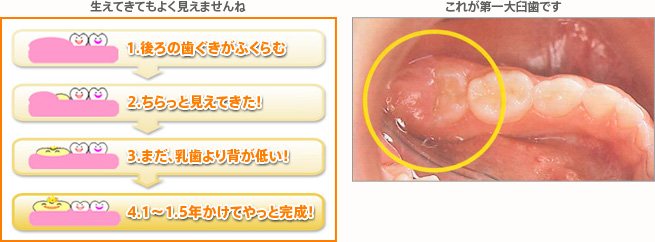 子どものお口の健康 お口の健康情報ナビ Jfohp 日本口腔保健協会