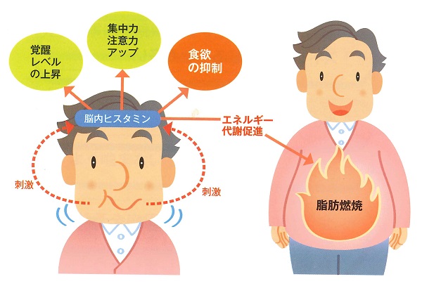 今すぐできる肥満対策 しっかり噛んで肥満解消 今月のピックアップ Jfohp 日本口腔保健協会
